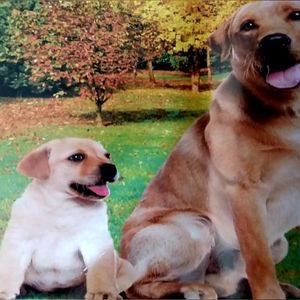 Labrador Retriever Throw, New